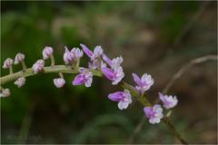 Diplocentrum recurvum